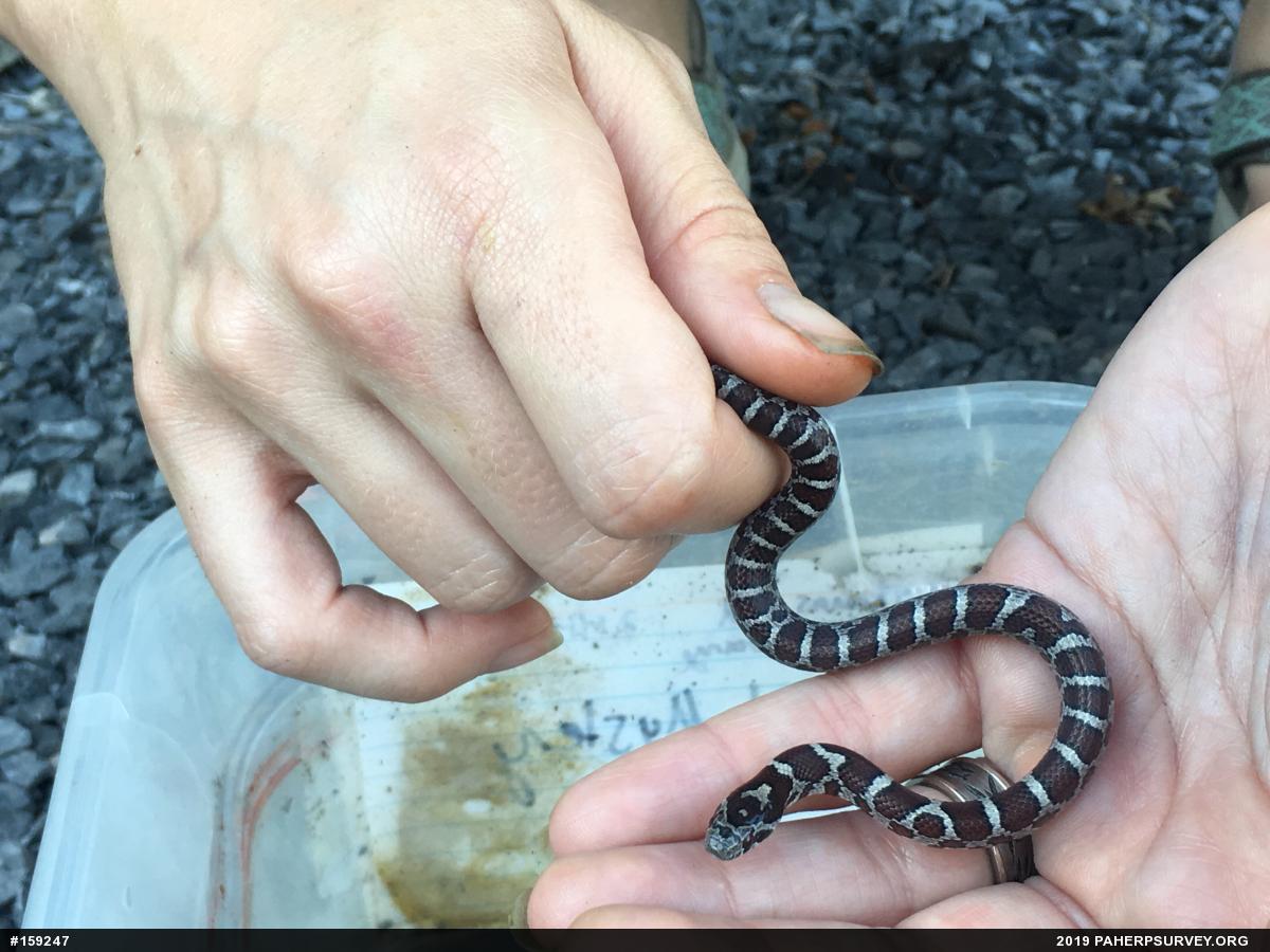 Eastern Milksnake