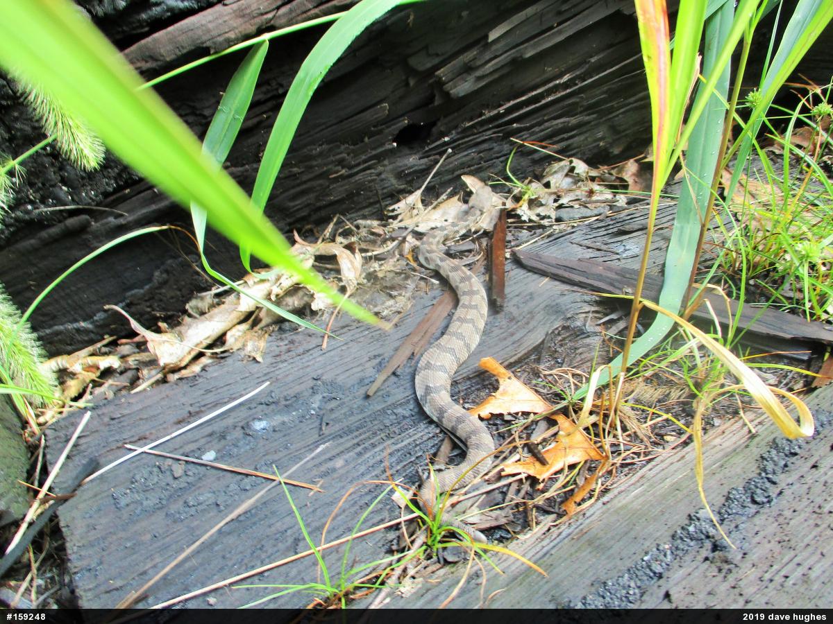 Timber Rattlesnake