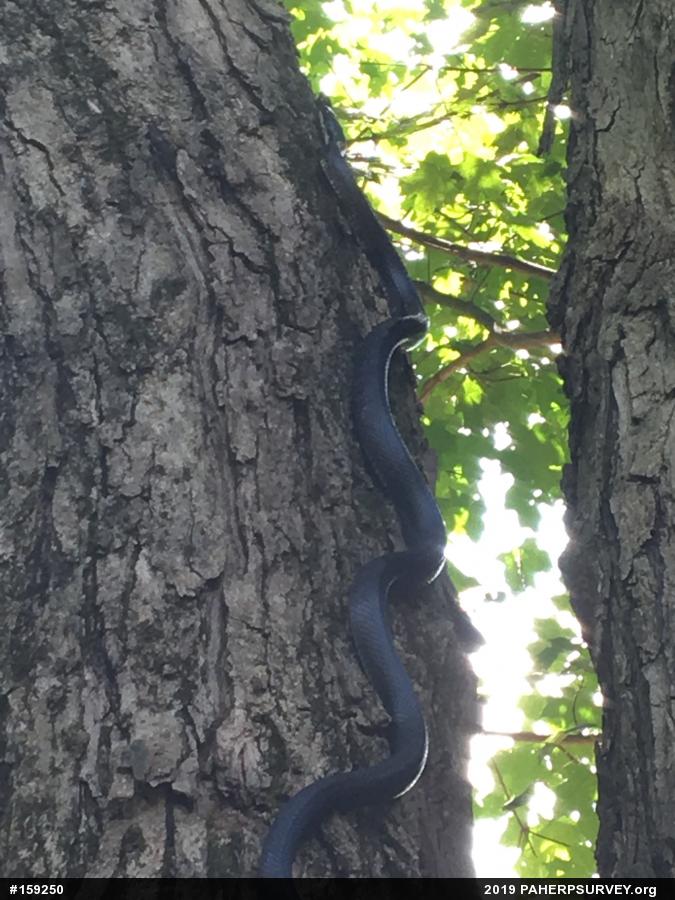 Eastern Ratsnake