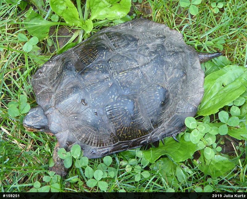 Wood Turtle