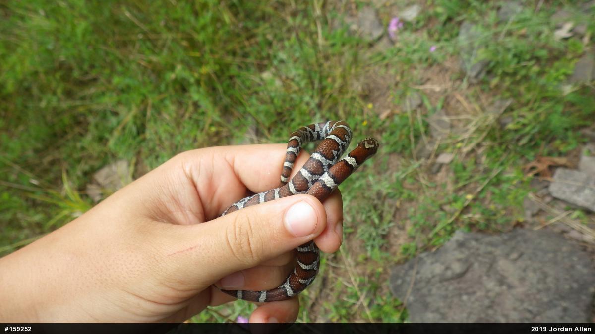 Eastern Milksnake