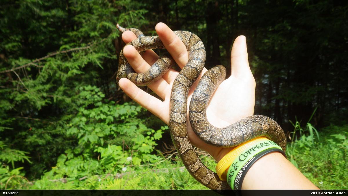 Eastern Milksnake