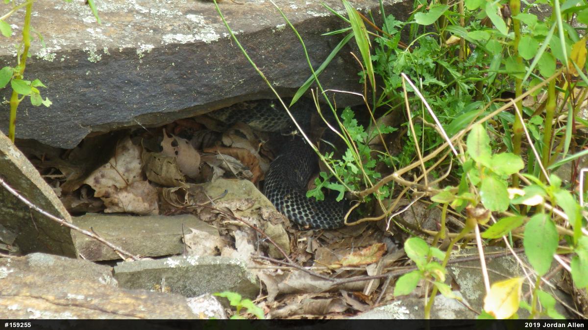 Timber Rattlesnake