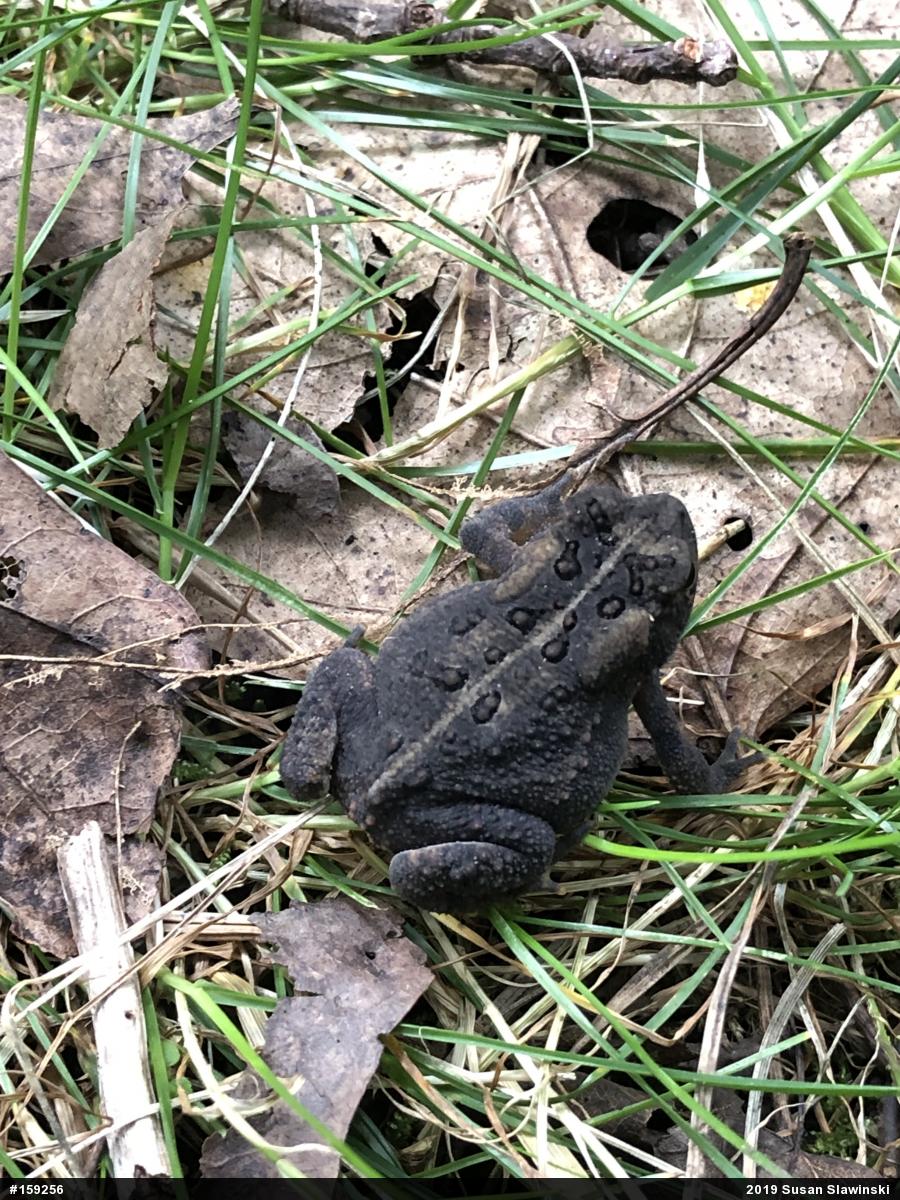 Eastern American Toad