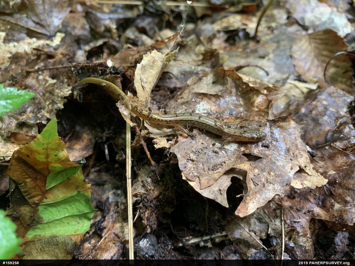 Northern Two-lined Salamander