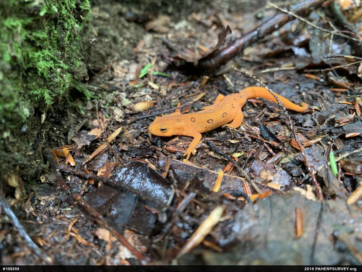 Red-spotted Newt