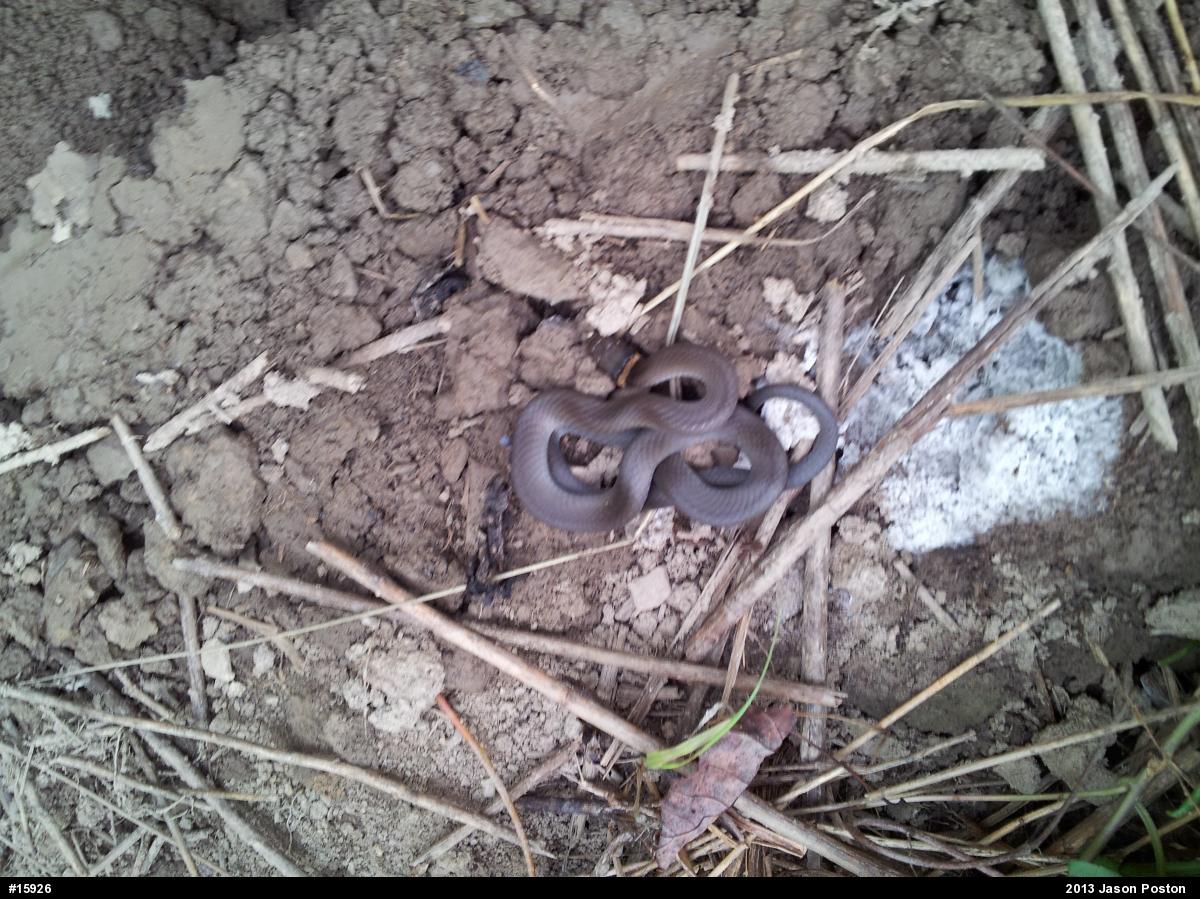 Northern Ring-necked Snake