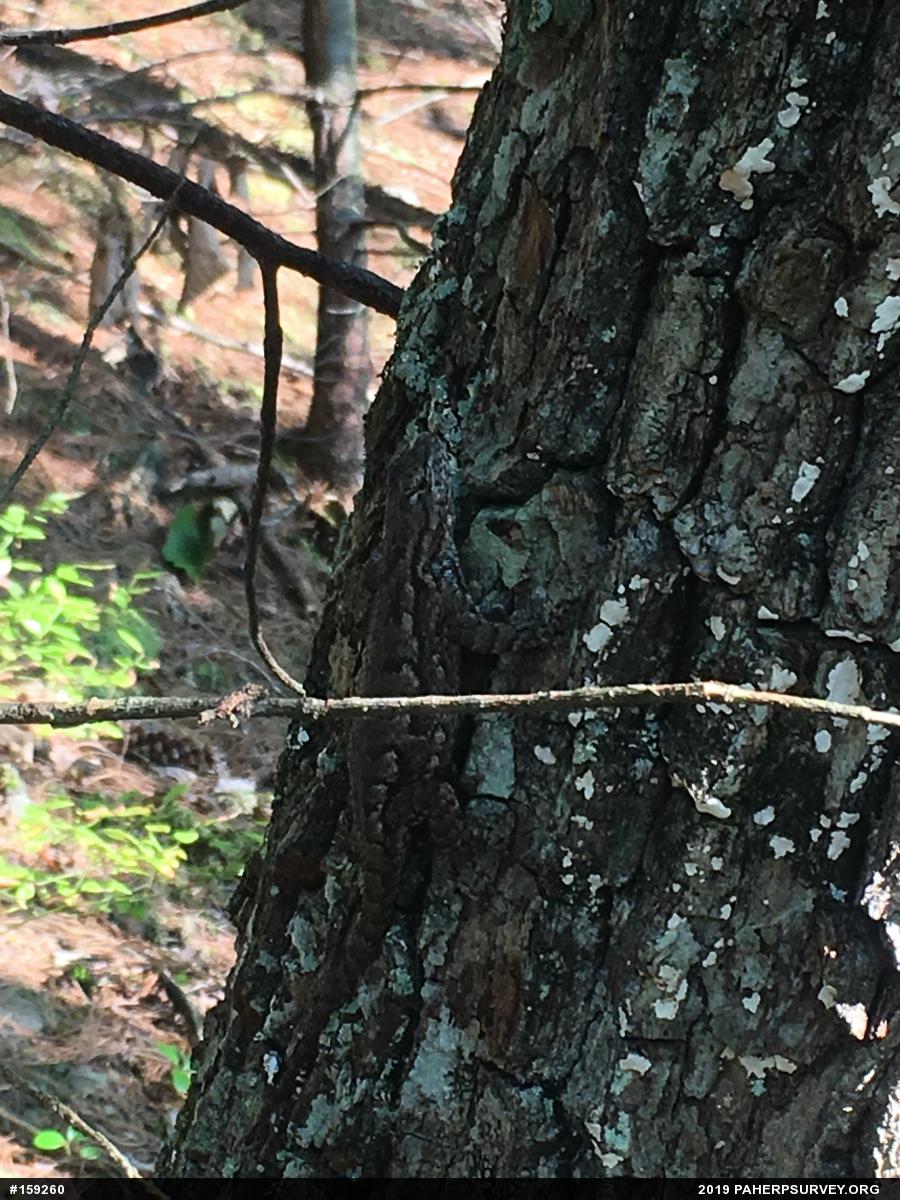 Eastern Fence Lizard