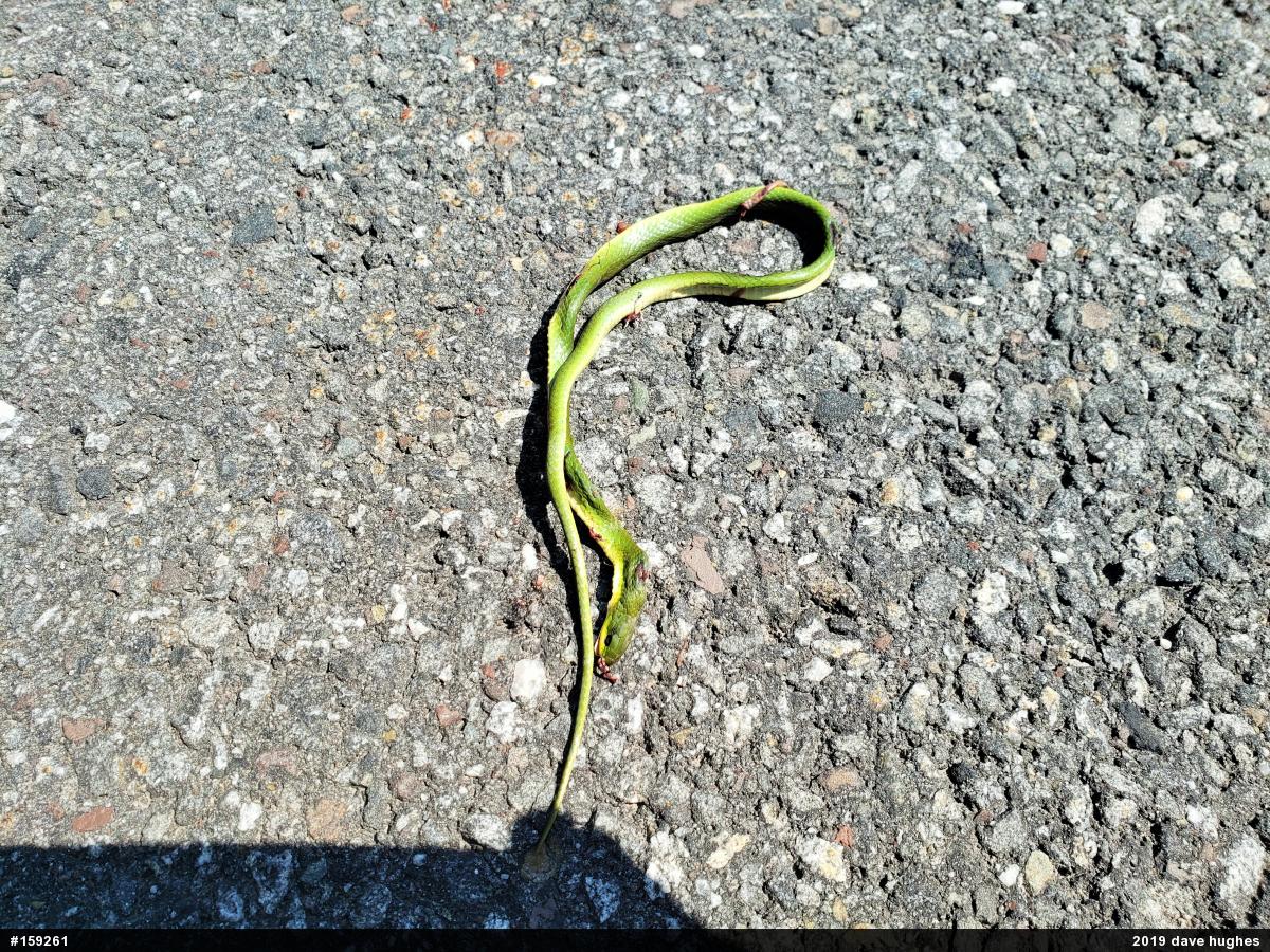 Smooth Greensnake