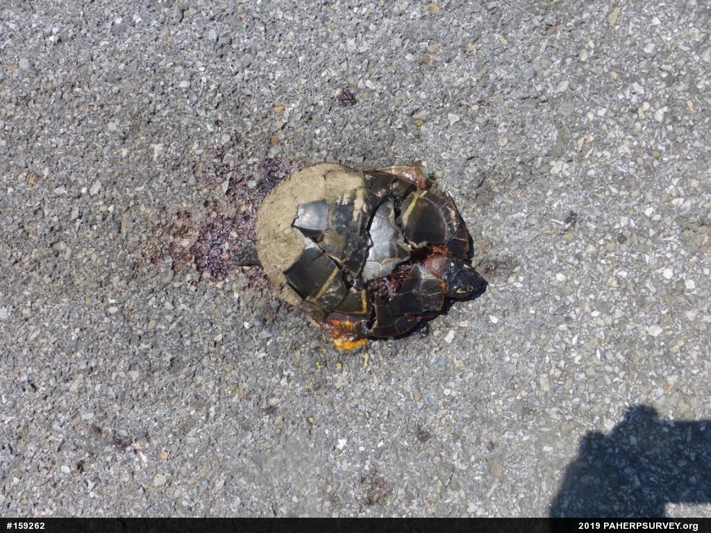 Painted Turtle