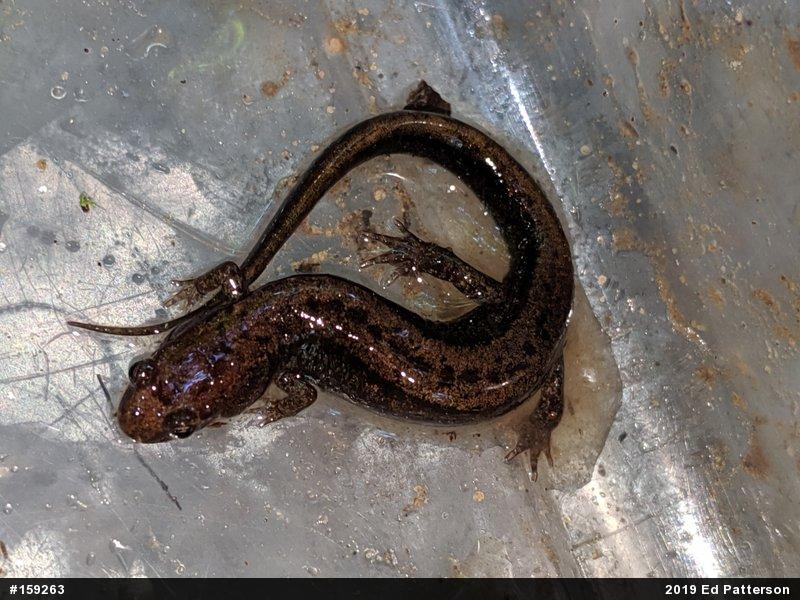 Allegheny Mountain Dusky Salamander
