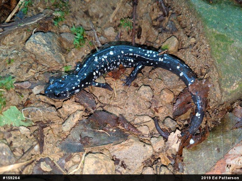 Northern Slimy Salamander