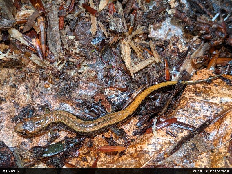 Allegheny Mountain Dusky Salamander