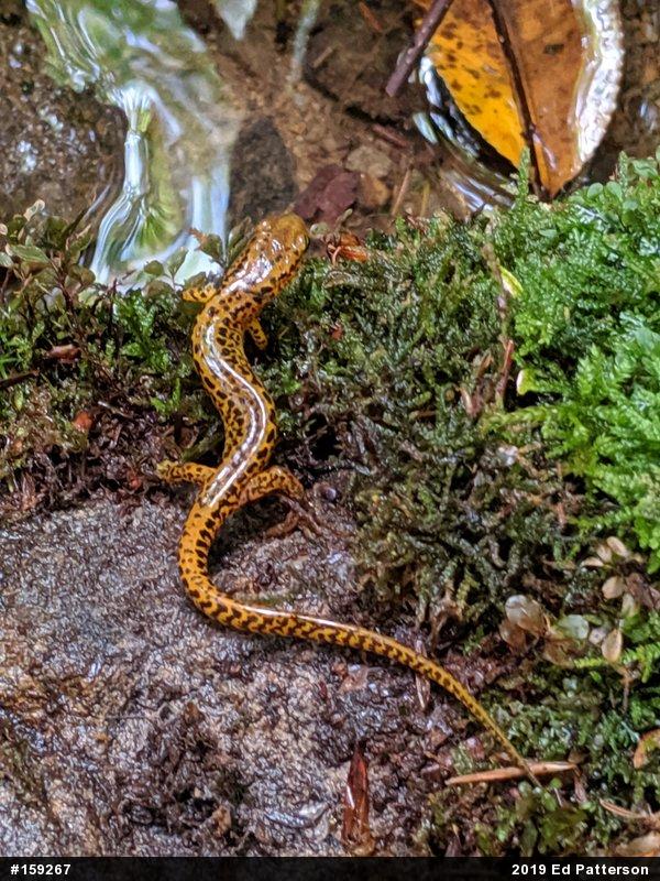 Eastern Long-tailed Salamander