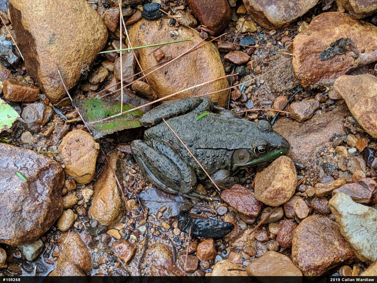Green Frog
