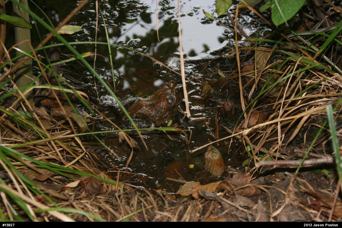 American Bullfrog