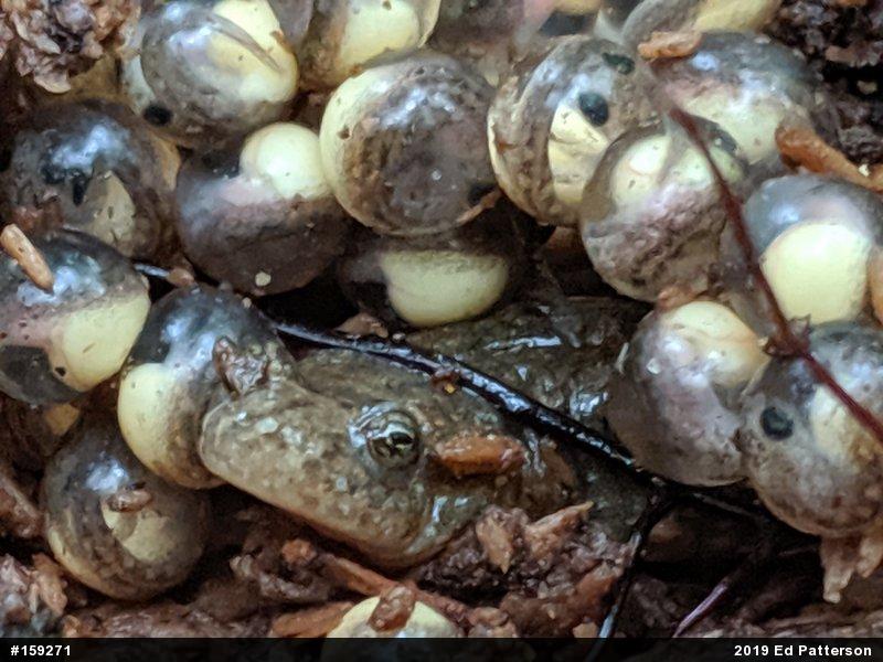 Northern Dusky Salamander