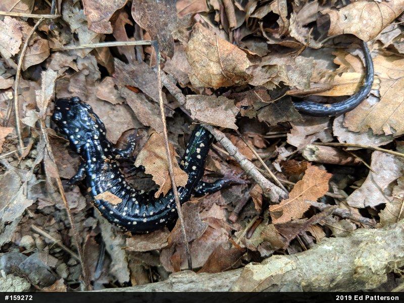 Northern Slimy Salamander
