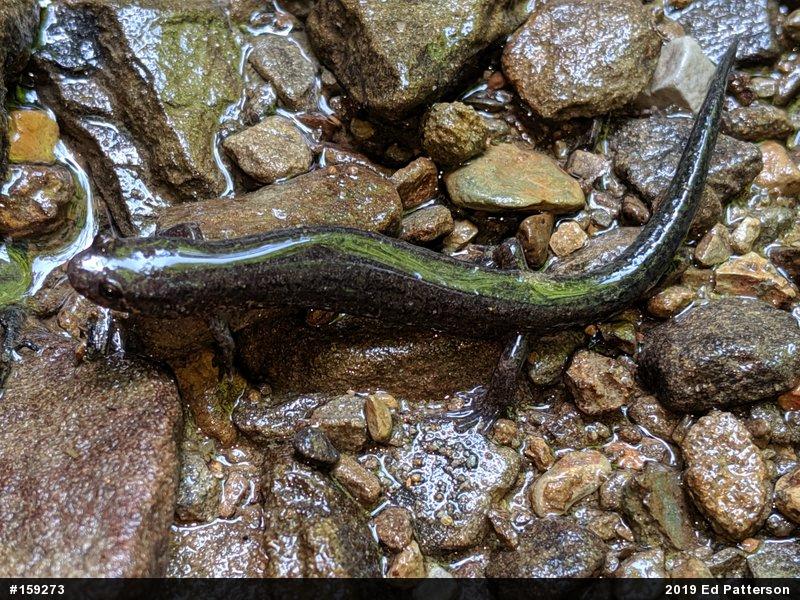 Northern Dusky Salamander
