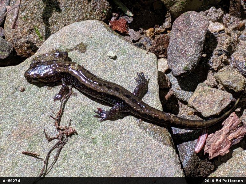 Allegheny Mountain Dusky Salamander