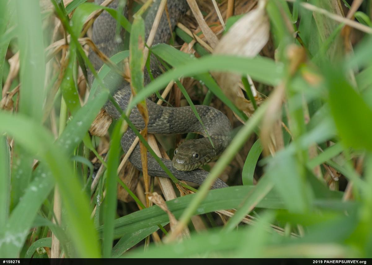 Northern Watersnake