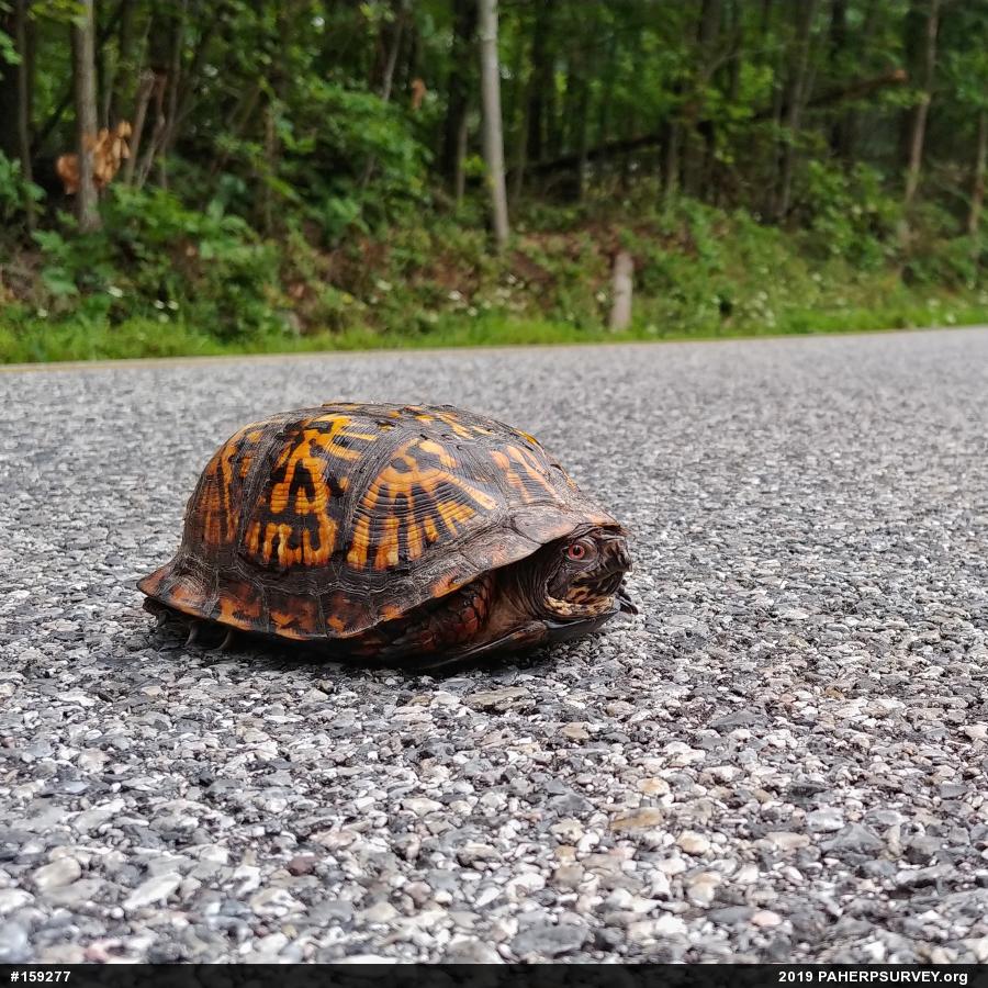 Eastern Box Turtle