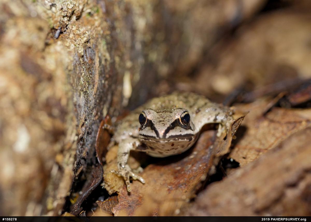 Wood Frog