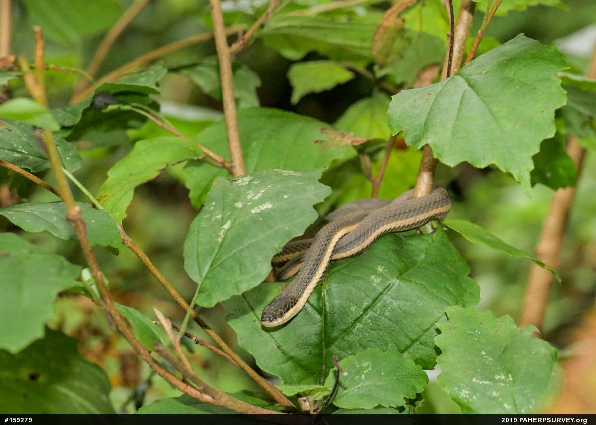 Queensnake