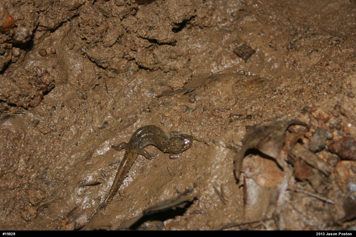 Northern Dusky Salamander