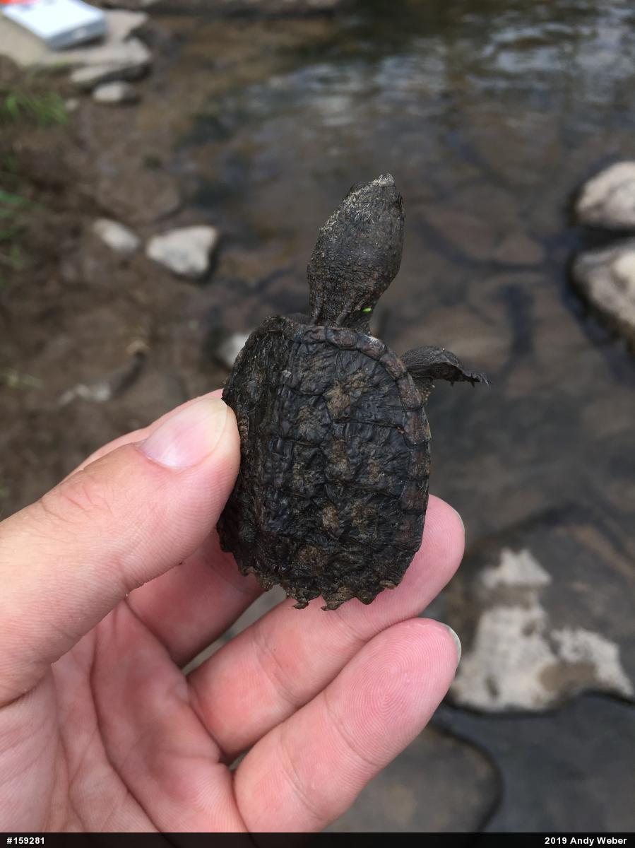 Snapping Turtle