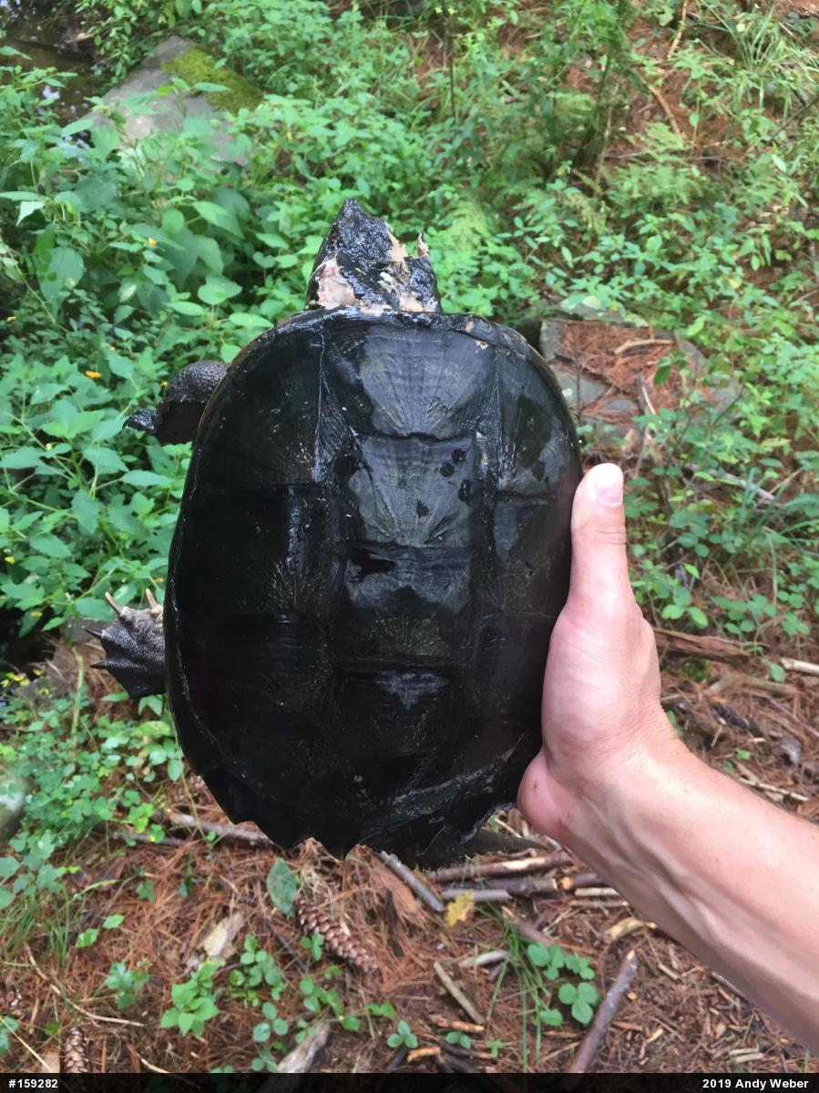Snapping Turtle