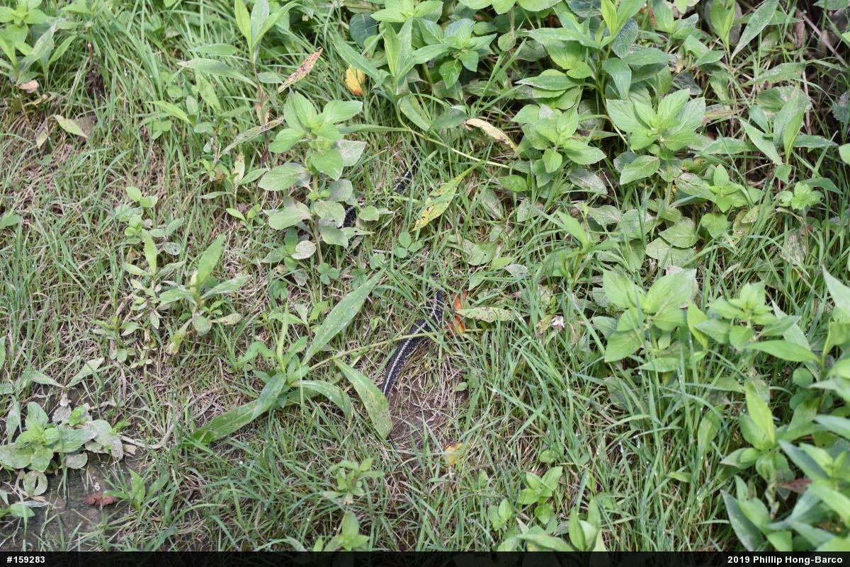 Eastern Gartersnake