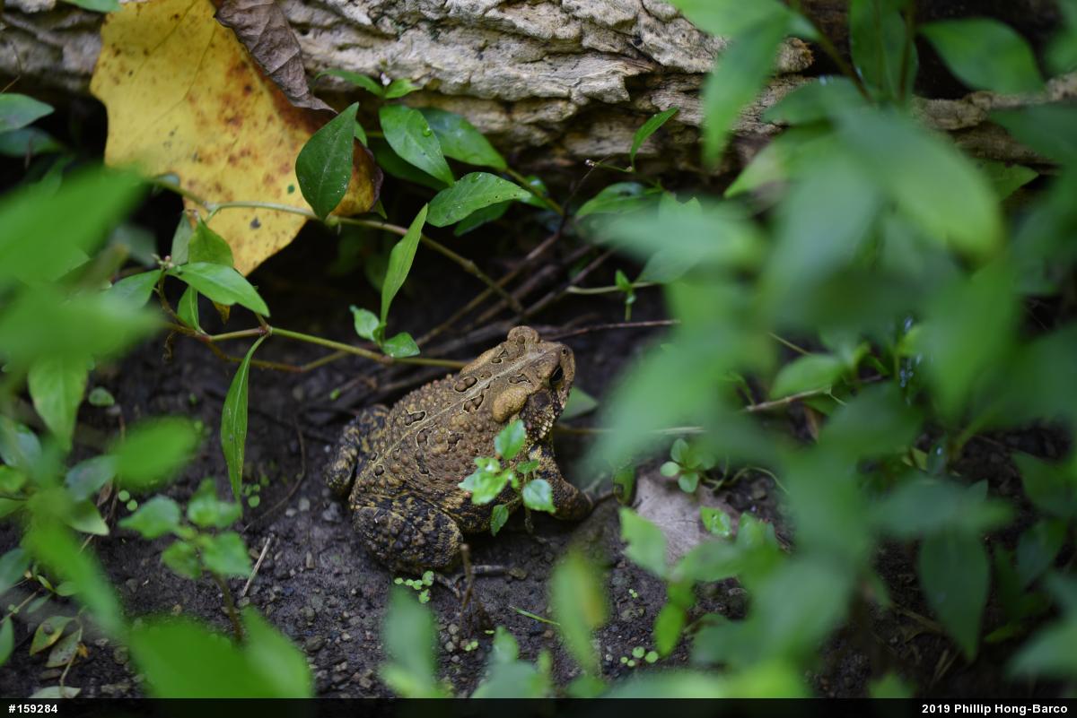 Eastern American Toad