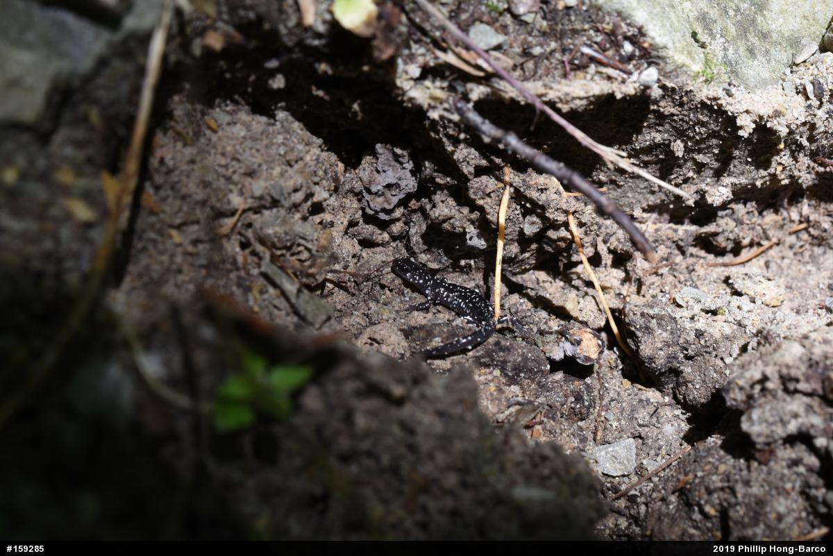 Northern Slimy Salamander