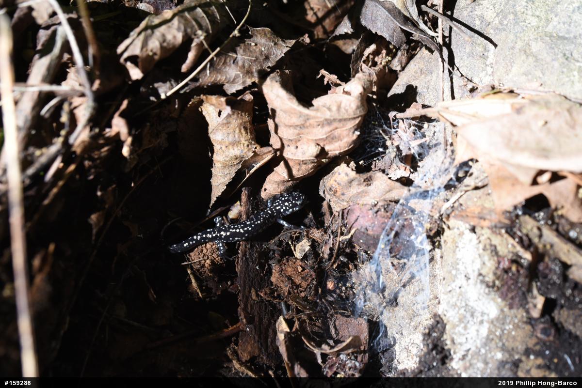 Northern Slimy Salamander