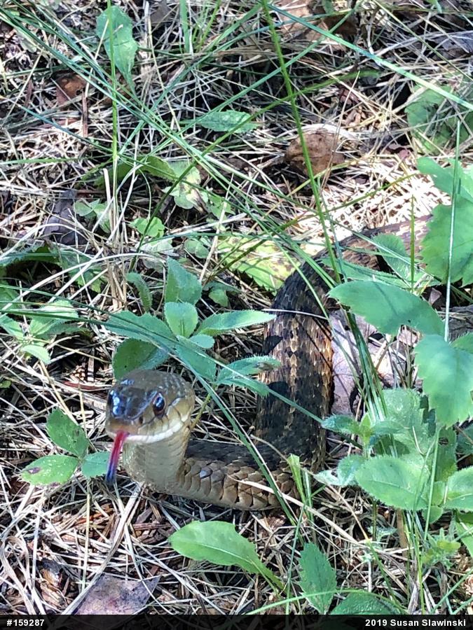 Eastern Gartersnake
