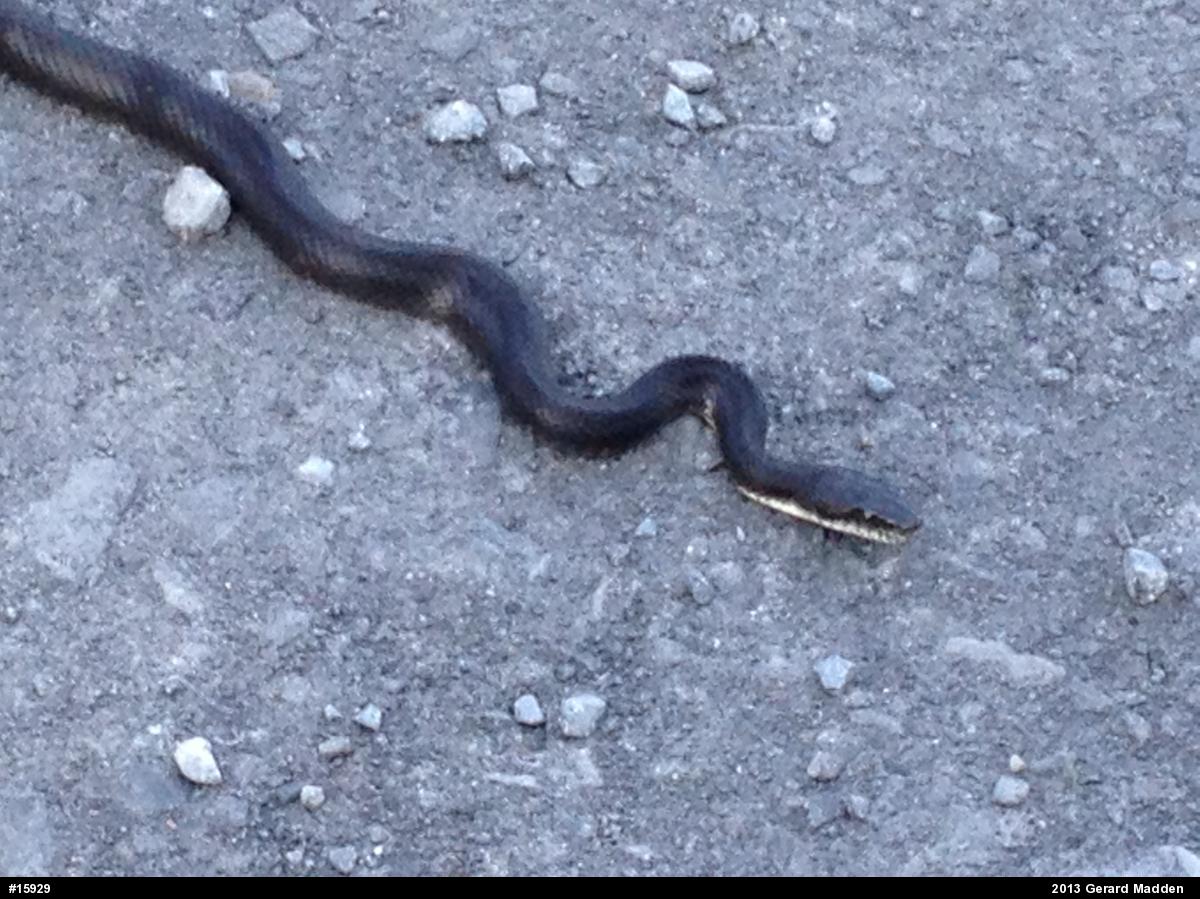 Eastern Ratsnake
