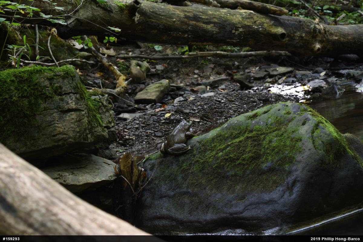 American Bullfrog