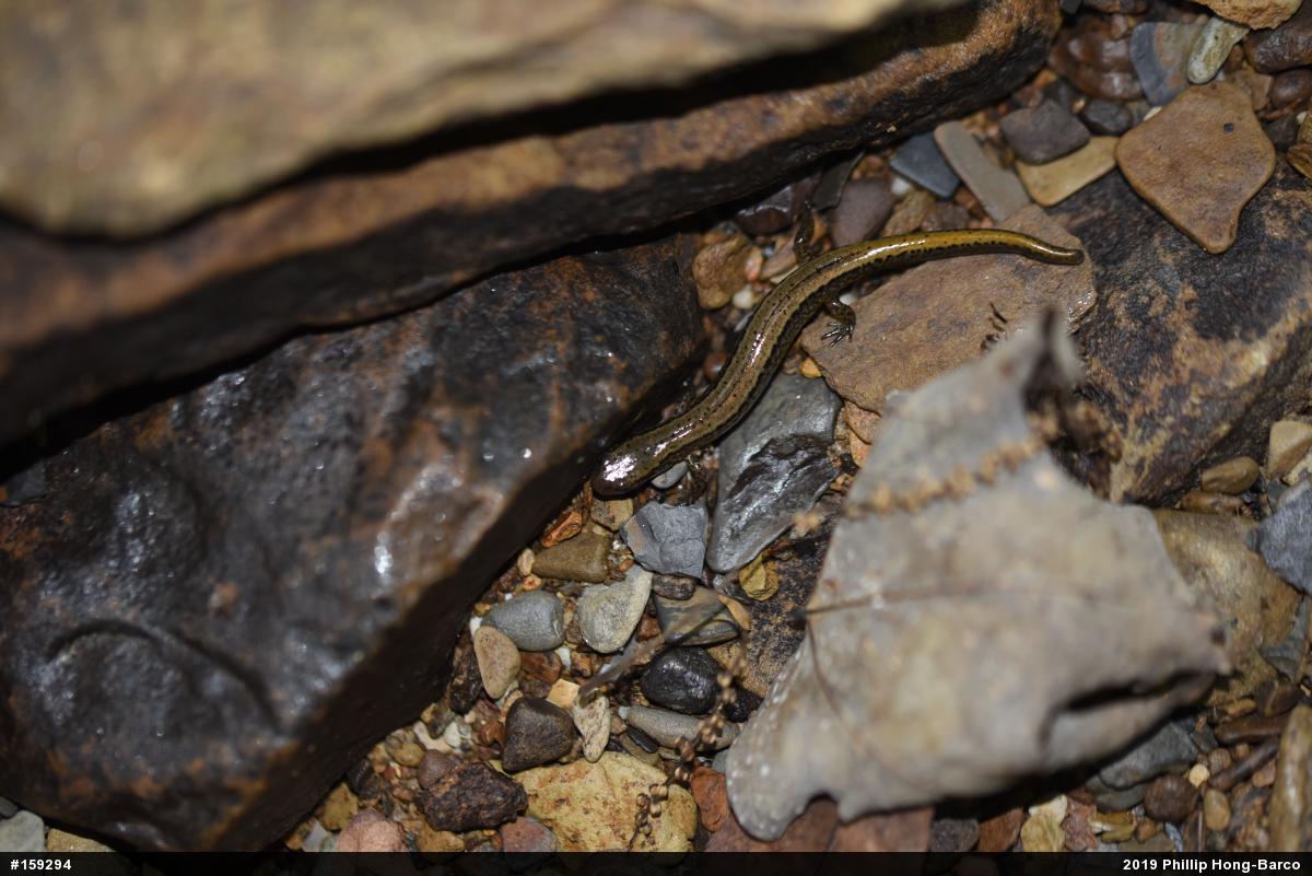 Northern Two-lined Salamander