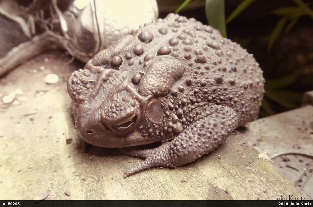 Eastern American Toad