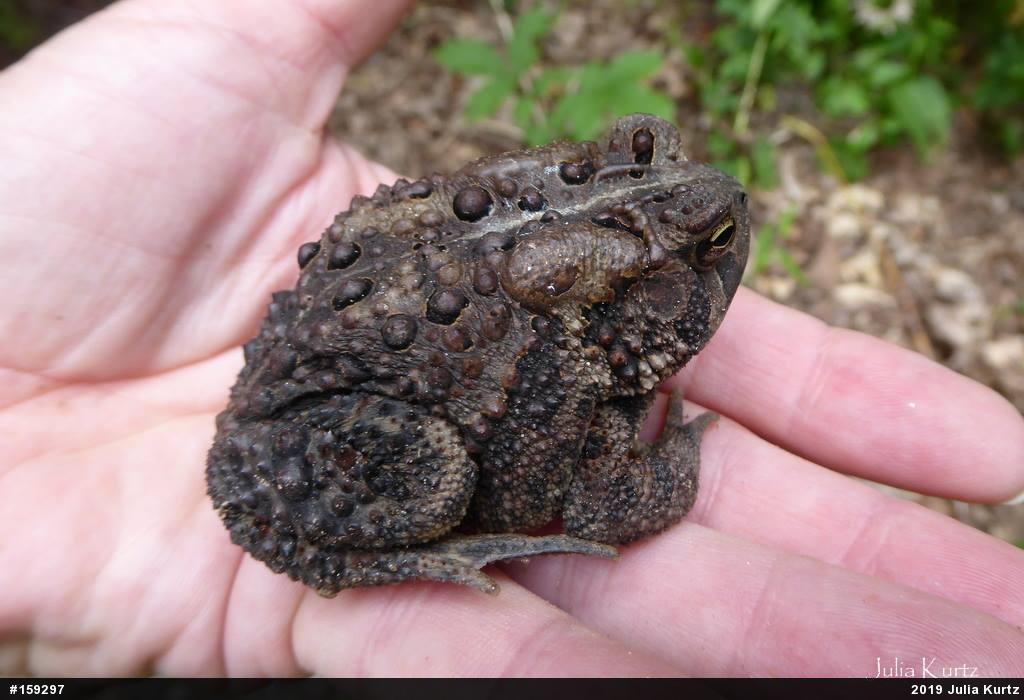 Eastern American Toad