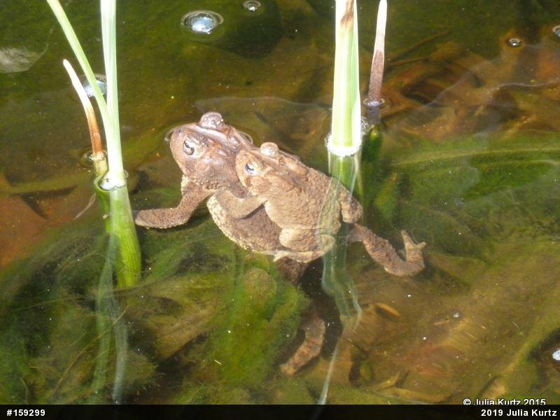 Eastern American Toad