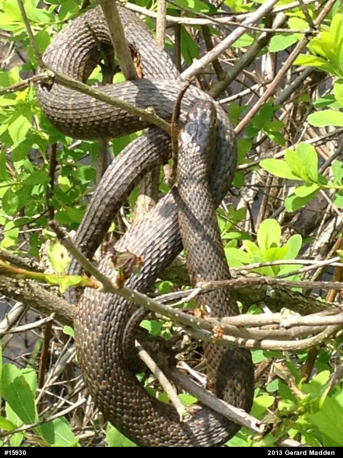 Northern Watersnake