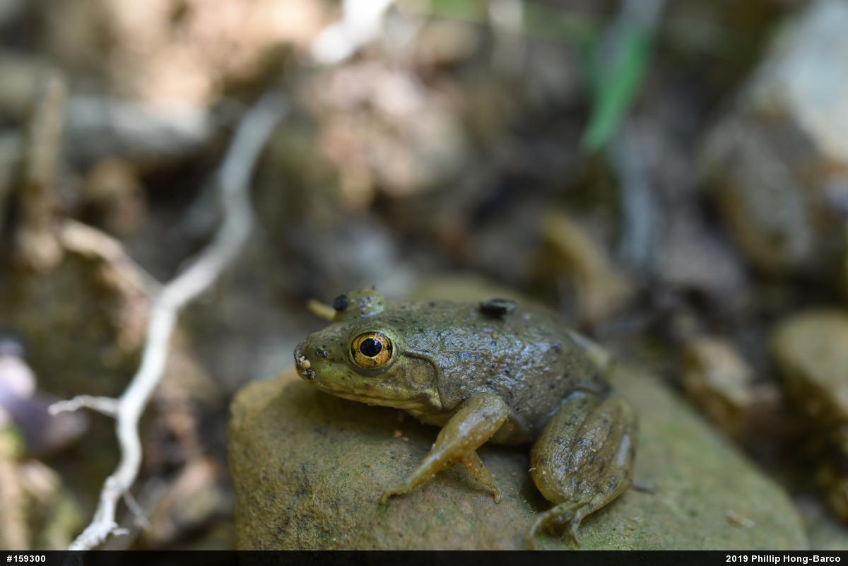 American Bullfrog