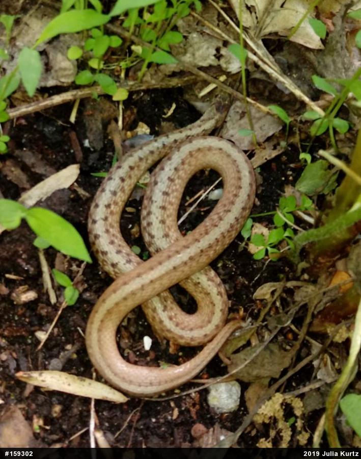Dekay's Brownsnake