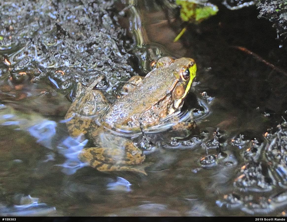 Green Frog