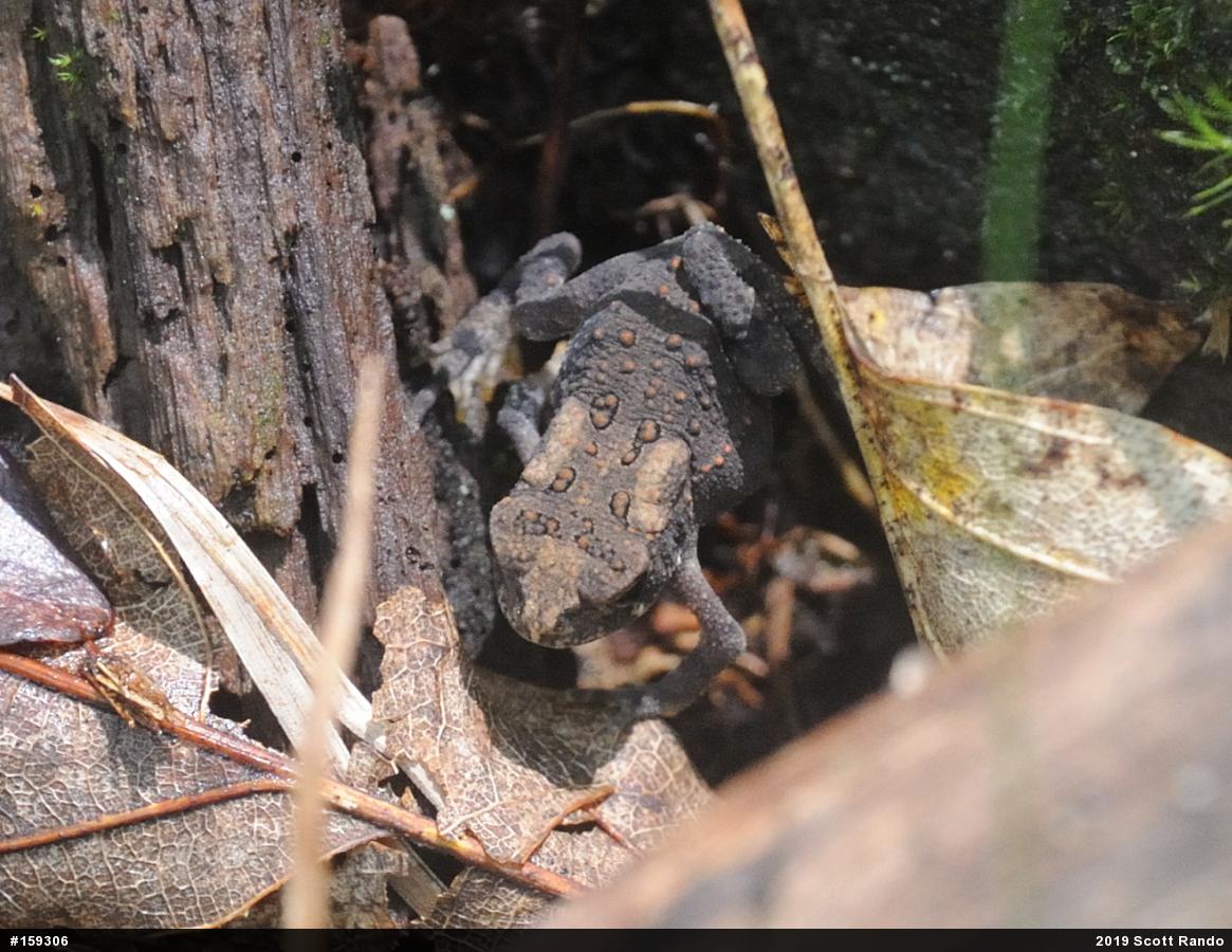 Eastern American Toad