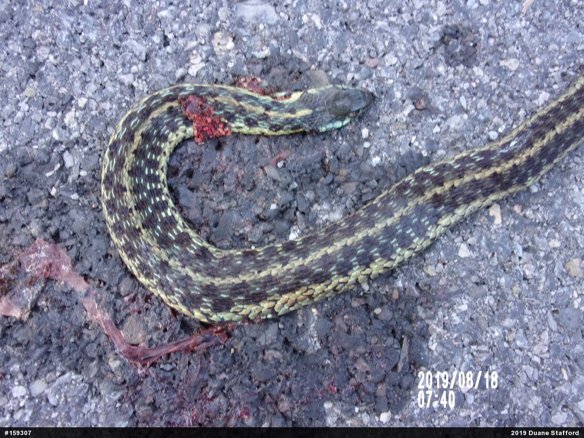 Eastern Gartersnake