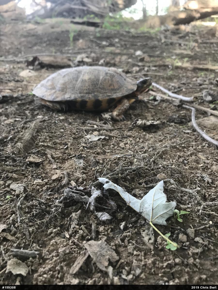 Wood Turtle