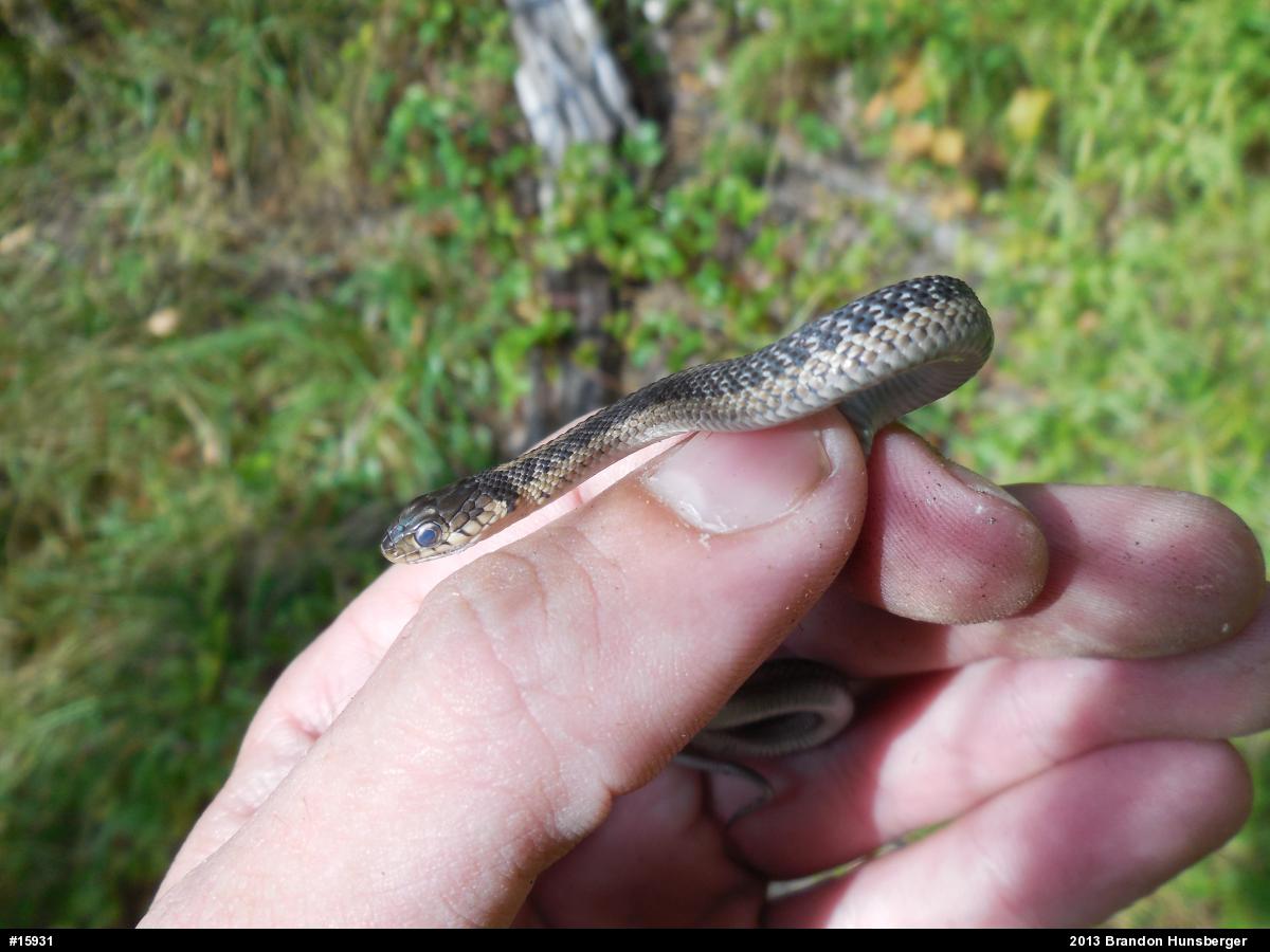 Eastern Gartersnake